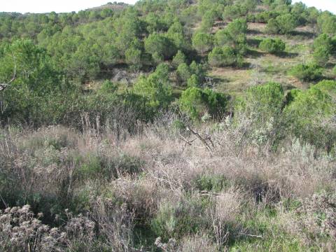 TERRENO RÚSTICO COM 10.480 M2 JUNTO A BARRAGEM DO BELICHE - ALCARIAS - AZINHAL - ALGARVE