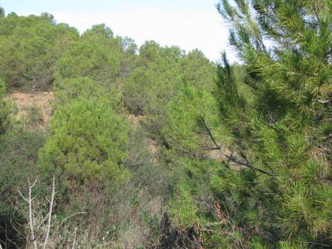 TERRENO RÚSTICO COM 10.480 M2 JUNTO A BARRAGEM DO BELICHE - ALCARIAS - AZINHAL - ALGARVE