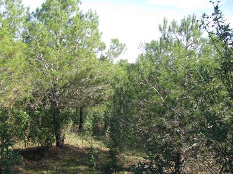 TERRENO RÚSTICO COM 10.480 M2 JUNTO A BARRAGEM DO BELICHE - ALCARIAS - AZINHAL - ALGARVE