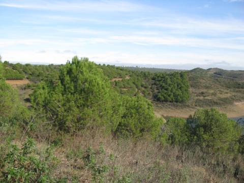 TERRENO RÚSTICO COM 10.480 M2 JUNTO A BARRAGEM DO BELICHE - ALCARIAS - AZINHAL - ALGARVE