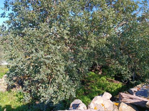 MORADIA EM PEDRA, RUINA COM TERRENO DE 230 M2 - BALURCOS - ALCOUTIM - ALGARVE