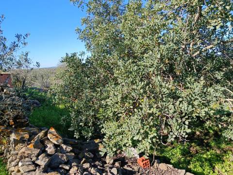 MORADIA EM PEDRA, RUINA COM TERRENO DE 230 M2 - BALURCOS - ALCOUTIM - ALGARVE