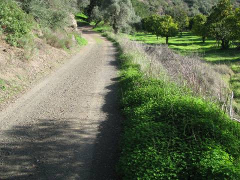 TERRENO RÚSTICO COM 1.180 M2 COM LARANJEIRAS - COM ÁGUA DE REGA - PRÓXIMO DA JUNQUEIRA EM CASTRO MARIM - ALGARVE