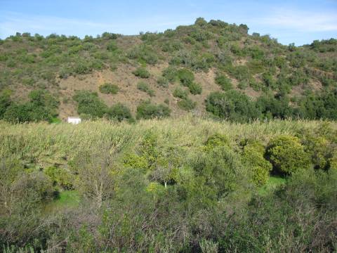 TERRENO RÚSTICO COM 1.180 M2 COM LARANJEIRAS - COM ÁGUA DE REGA - PRÓXIMO DA JUNQUEIRA EM CASTRO MARIM - ALGARVE