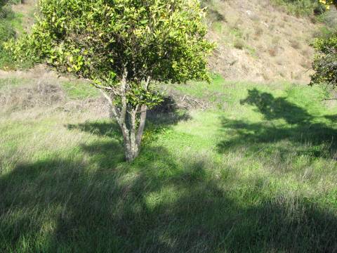 TERRENO RÚSTICO COM 1.180 M2 COM LARANJEIRAS - COM ÁGUA DE REGA - PRÓXIMO DA JUNQUEIRA EM CASTRO MARIM - ALGARVE