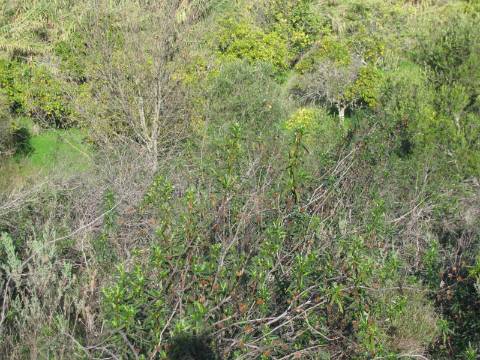 TERRENO RÚSTICO COM 1.180 M2 COM LARANJEIRAS - COM ÁGUA DE REGA - PRÓXIMO DA JUNQUEIRA EM CASTRO MARIM - ALGARVE