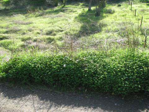 TERRENO RÚSTICO COM 1.180 M2 COM LARANJEIRAS - COM ÁGUA DE REGA - PRÓXIMO DA JUNQUEIRA EM CASTRO MARIM - ALGARVE