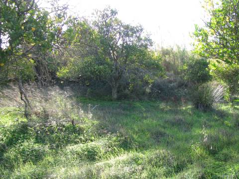 TERRENO RÚSTICO COM 1.180 M2 COM LARANJEIRAS - COM ÁGUA DE REGA - PRÓXIMO DA JUNQUEIRA EM CASTRO MARIM - ALGARVE