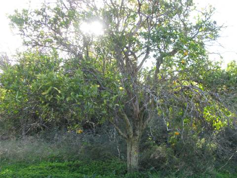 TERRENO RÚSTICO COM 1.180 M2 COM LARANJEIRAS - COM ÁGUA DE REGA - PRÓXIMO DA JUNQUEIRA EM CASTRO MARIM - ALGARVE