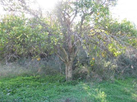 TERRENO RÚSTICO COM 1.180 M2 COM LARANJEIRAS - COM ÁGUA DE REGA - PRÓXIMO DA JUNQUEIRA EM CASTRO MARIM - ALGARVE