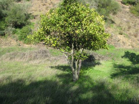 TERRENO RÚSTICO COM 1.180 M2 COM LARANJEIRAS - COM ÁGUA DE REGA - PRÓXIMO DA JUNQUEIRA EM CASTRO MARIM - ALGARVE