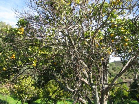 TERRENO RÚSTICO COM 1.180 M2 COM LARANJEIRAS - COM ÁGUA DE REGA - PRÓXIMO DA JUNQUEIRA EM CASTRO MARIM - ALGARVE