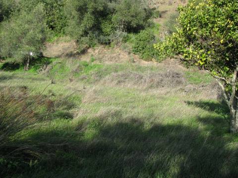 TERRENO RÚSTICO COM 1.180 M2 COM LARANJEIRAS - COM ÁGUA DE REGA - PRÓXIMO DA JUNQUEIRA EM CASTRO MARIM - ALGARVE