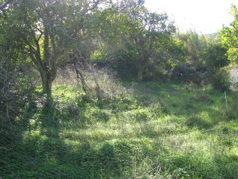 TERRENO RÚSTICO COM 1.180 M2 COM LARANJEIRAS - COM ÁGUA DE REGA - PRÓXIMO DA JUNQUEIRA EM CASTRO MARIM - ALGARVE