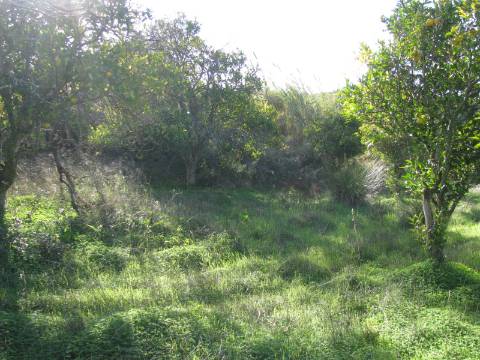 TERRENO RÚSTICO COM 1.180 M2 COM LARANJEIRAS - COM ÁGUA DE REGA - PRÓXIMO DA JUNQUEIRA EM CASTRO MARIM - ALGARVE