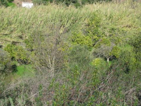 TERRENO RÚSTICO COM 1.180 M2 COM LARANJEIRAS - COM ÁGUA DE REGA - PRÓXIMO DA JUNQUEIRA EM CASTRO MARIM - ALGARVE