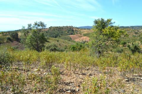 Terreno Rústico Porto Carvalhoso