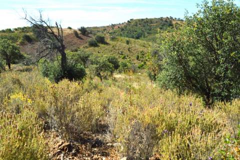 Terreno Rústico Porto Carvalhoso