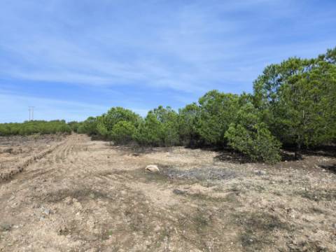 TERRENO COM 16.000 M2 - PLANO - ELETRICIDADE - TORNEIRO EM ALCOUTIM - ALGARVE