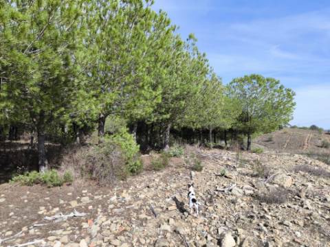 TERRENO COM 16.000 M2 - PLANO - ELETRICIDADE - TORNEIRO EM ALCOUTIM - ALGARVE