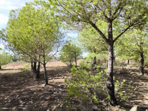 TERRENO COM 16.000 M2 - PLANO - ELETRICIDADE - TORNEIRO EM ALCOUTIM - ALGARVE