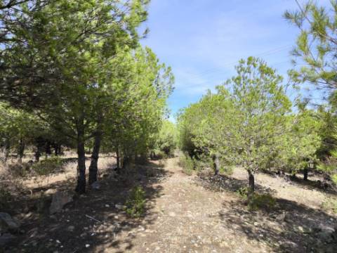 TERRENO COM 16.000 M2 - PLANO - ELETRICIDADE - TORNEIRO EM ALCOUTIM - ALGARVE