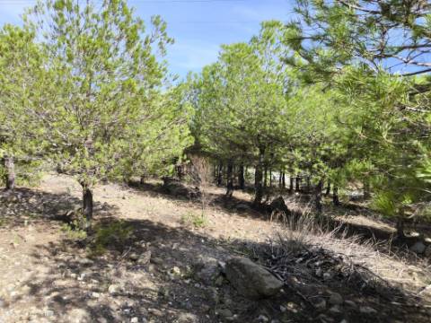 TERRENO COM 16.000 M2 - PLANO - ELETRICIDADE - TORNEIRO EM ALCOUTIM - ALGARVE