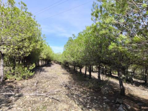 TERRENO COM 16.000 M2 - PLANO - ELETRICIDADE - TORNEIRO EM ALCOUTIM - ALGARVE