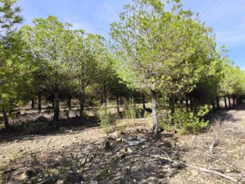 TERRENO COM 16.000 M2 - PLANO - ELETRICIDADE - TORNEIRO EM ALCOUTIM - ALGARVE