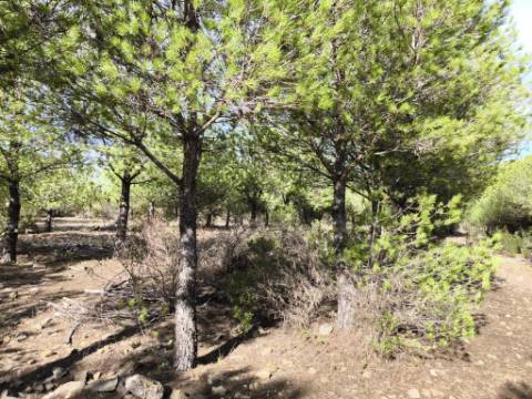 TERRENO COM 16.000 M2 - PLANO - ELETRICIDADE - TORNEIRO EM ALCOUTIM - ALGARVE