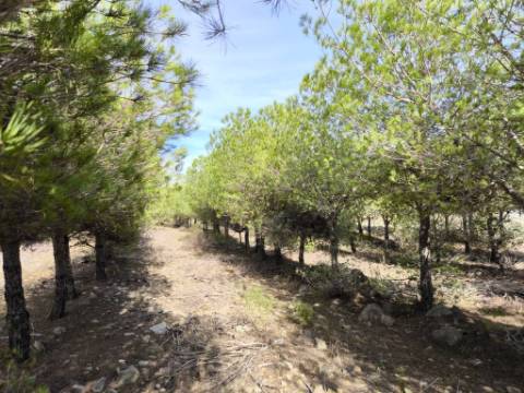 TERRENO COM 16.000 M2 - PLANO - ELETRICIDADE - TORNEIRO EM ALCOUTIM - ALGARVE