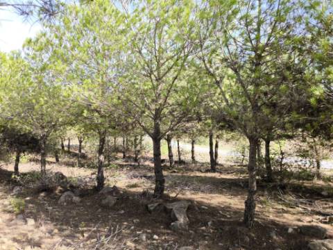 TERRENO COM 16.000 M2 - PLANO - ELETRICIDADE - TORNEIRO EM ALCOUTIM - ALGARVE
