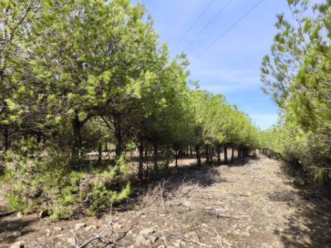 TERRENO COM 16.000 M2 - PLANO - ELETRICIDADE - TORNEIRO EM ALCOUTIM - ALGARVE