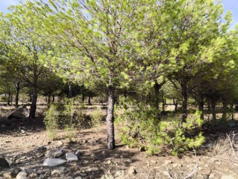 TERRENO COM 16.000 M2 - PLANO - ELETRICIDADE - TORNEIRO EM ALCOUTIM - ALGARVE