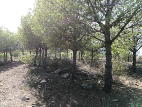 TERRENO COM 16.000 M2 - PLANO - ELETRICIDADE - TORNEIRO EM ALCOUTIM - ALGARVE