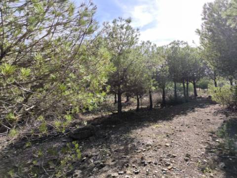 TERRENO COM 16.000 M2 - PLANO - ELETRICIDADE - TORNEIRO EM ALCOUTIM - ALGARVE