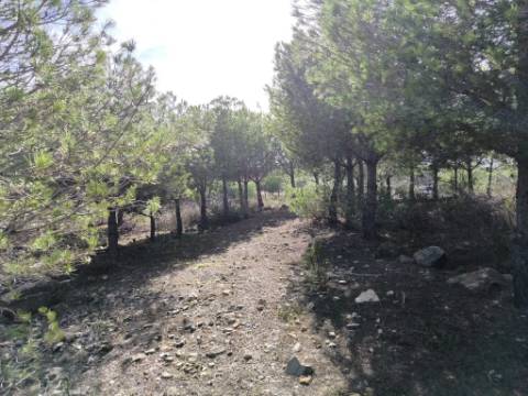 TERRENO COM 16.000 M2 - PLANO - ELETRICIDADE - TORNEIRO EM ALCOUTIM - ALGARVE