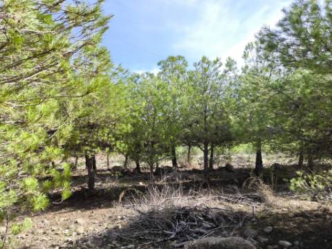 TERRENO COM 16.000 M2 - PLANO - ELETRICIDADE - TORNEIRO EM ALCOUTIM - ALGARVE