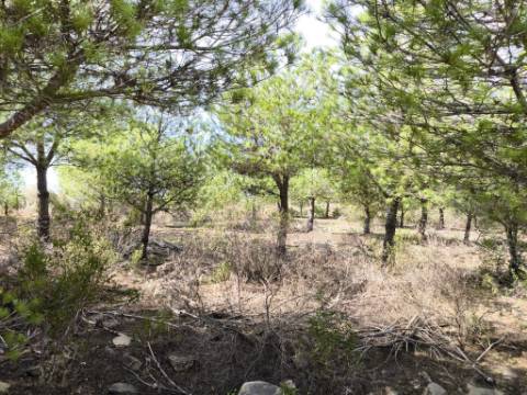 TERRENO COM 16.000 M2 - PLANO - ELETRICIDADE - TORNEIRO EM ALCOUTIM - ALGARVE