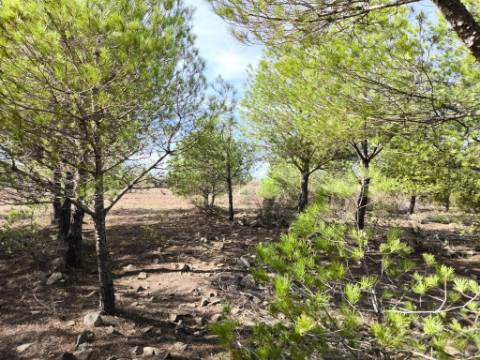 TERRENO COM 16.000 M2 - PLANO - ELETRICIDADE - TORNEIRO EM ALCOUTIM - ALGARVE