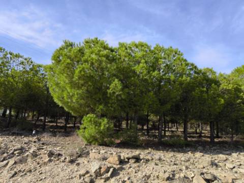 TERRENO COM 16.000 M2 - PLANO - ELETRICIDADE - TORNEIRO EM ALCOUTIM - ALGARVE