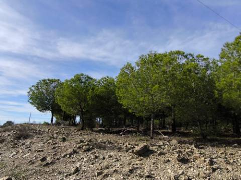TERRENO COM 16.000 M2 - PLANO - ELETRICIDADE - TORNEIRO EM ALCOUTIM - ALGARVE