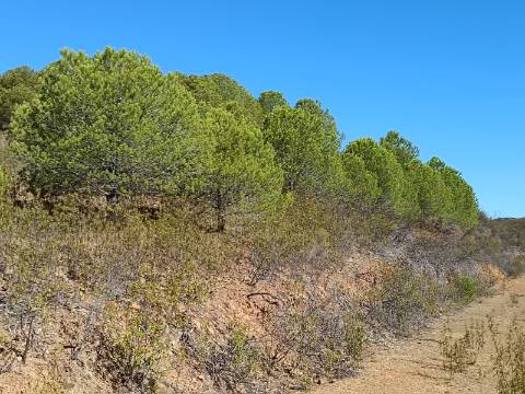 TERRENO COM 83.240 M2 - JUNTO A RIBEIRA DE ODELEITE - POSSIBILIDADE DE CONSTRUÇÃO RESIDENCIA E TURISMO EM GALAXES - VAQUEIROS - ALCOUTIM