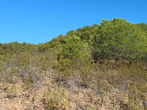 TERRENO COM 83.240 M2 - JUNTO A RIBEIRA DE ODELEITE - POSSIBILIDADE DE CONSTRUÇÃO RESIDENCIA E TURISMO EM GALAXES - VAQUEIROS - ALCOUTIM