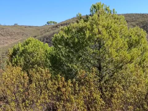 TERRENO COM 83.240 M2 - JUNTO A RIBEIRA DE ODELEITE - POSSIBILIDADE DE CONSTRUÇÃO RESIDENCIA E TURISMO EM GALAXES - VAQUEIROS - ALCOUTIM