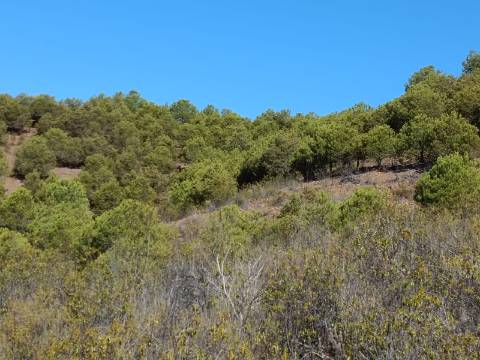 TERRENO COM 83.240 M2 - JUNTO A RIBEIRA DE ODELEITE - POSSIBILIDADE DE CONSTRUÇÃO RESIDENCIA E TURISMO EM GALAXES - VAQUEIROS - ALCOUTIM