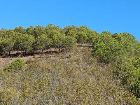 TERRENO COM 83.240 M2 - JUNTO A RIBEIRA DE ODELEITE - POSSIBILIDADE DE CONSTRUÇÃO RESIDENCIA E TURISMO EM GALAXES - VAQUEIROS - ALCOUTIM