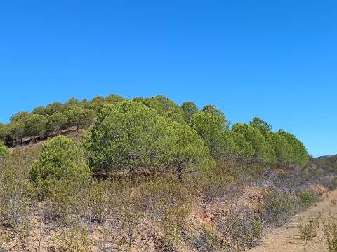 TERRENO COM 83.240 M2 - JUNTO A RIBEIRA DE ODELEITE - POSSIBILIDADE DE CONSTRUÇÃO RESIDENCIA E TURISMO EM GALAXES - VAQUEIROS - ALCOUTIM