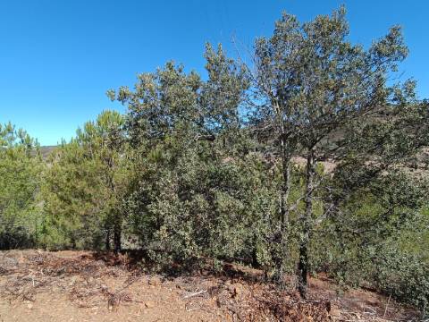TERRENO COM 83.240 M2 - JUNTO A RIBEIRA DE ODELEITE - POSSIBILIDADE DE CONSTRUÇÃO RESIDENCIA E TURISMO EM GALAXES - VAQUEIROS - ALCOUTIM