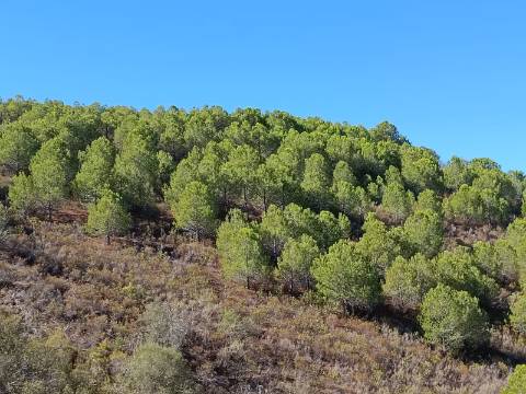 TERRENO COM 83.240 M2 - JUNTO A RIBEIRA DE ODELEITE - POSSIBILIDADE DE CONSTRUÇÃO RESIDENCIA E TURISMO EM GALAXES - VAQUEIROS - ALCOUTIM
